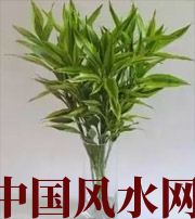 自贡十二生肖养什么植物最旺财运？你知道吗！